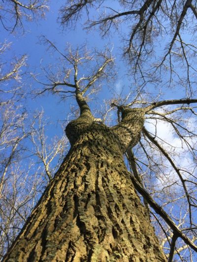 Nieuwe shift en hoe de bomen en mijn Spirit Team mij hierbij ondersteunden - blog Tineke Vanheule